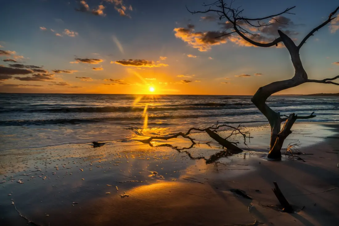 Boneyard Beach: Florida's Eerie Shoreline of Bleached, Fallen Trees