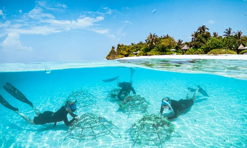 Four Seasons Maldives marks 25 years of reef rescue with major sustainability award