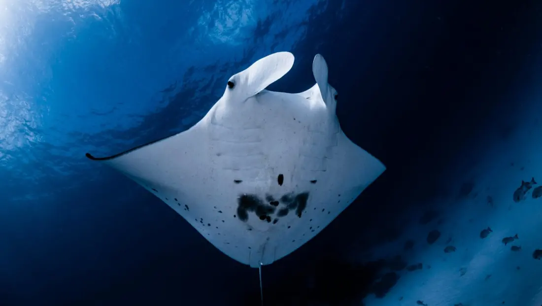 Swimming With Manta Rays at Lady Elliot Island — and How Your Photos Help Science
