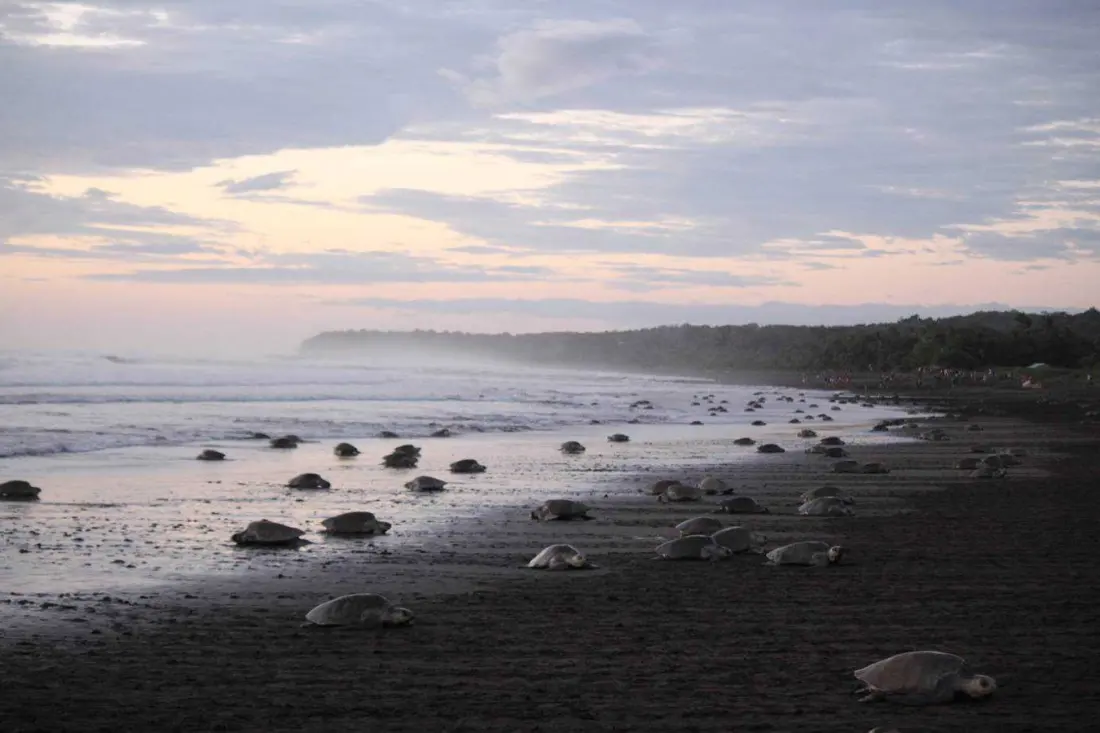 Why Costa Rica's Beachfront Lights Are Turning Sea Turtles Away