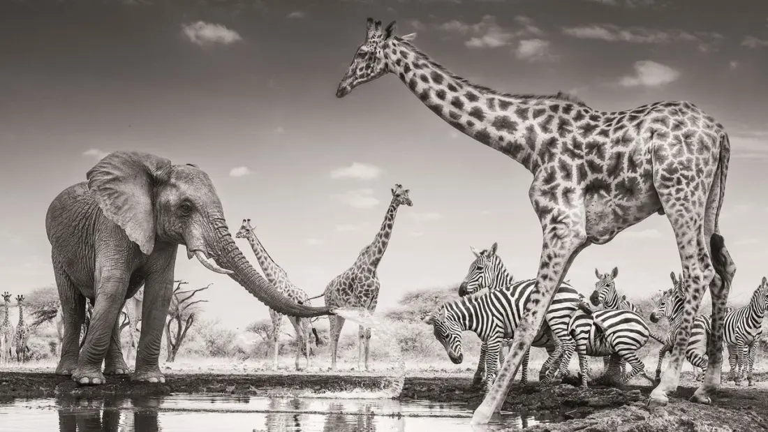 A Grieving Elephant Takes Top Prize in the 2026 Wildlife Photographer of the Year Awards