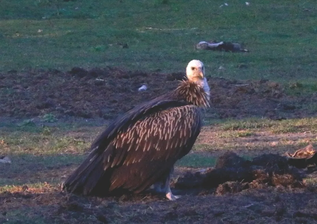 Nepal's vultures are back in the skies above Pokhara — and travellers can watch them