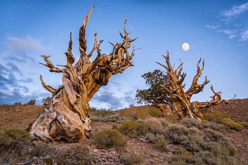 Eight of the world's oldest things you can actually travel to see
