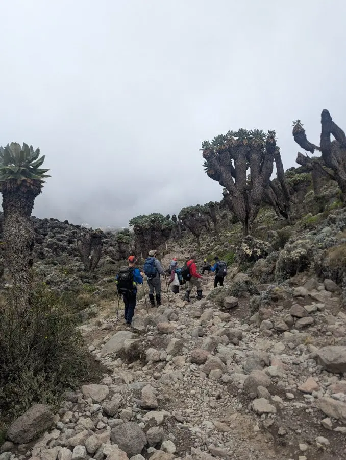 Climb High, Sleep Low: What Day Four on Kilimanjaro's Lemosho Route Really Looks Like