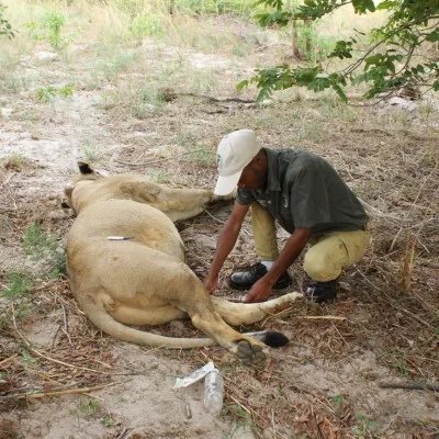 Zimbabwean lion guardian Liomba-Junior Mathe wins international conservation award