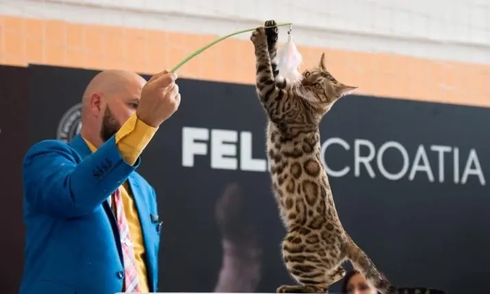 Over 100 Cats and One Mystery Breed Take Over Zagreb's Family Mall This October