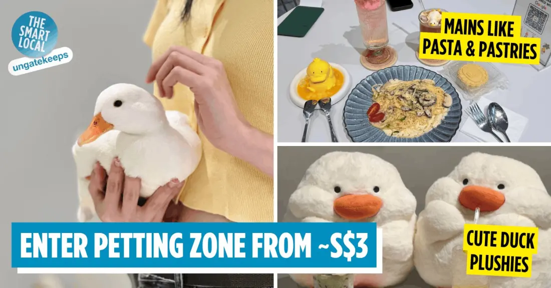 DUDU Duck Cafe: JB's Newest Animal Cafe Where Call Ducks Steal the Show
