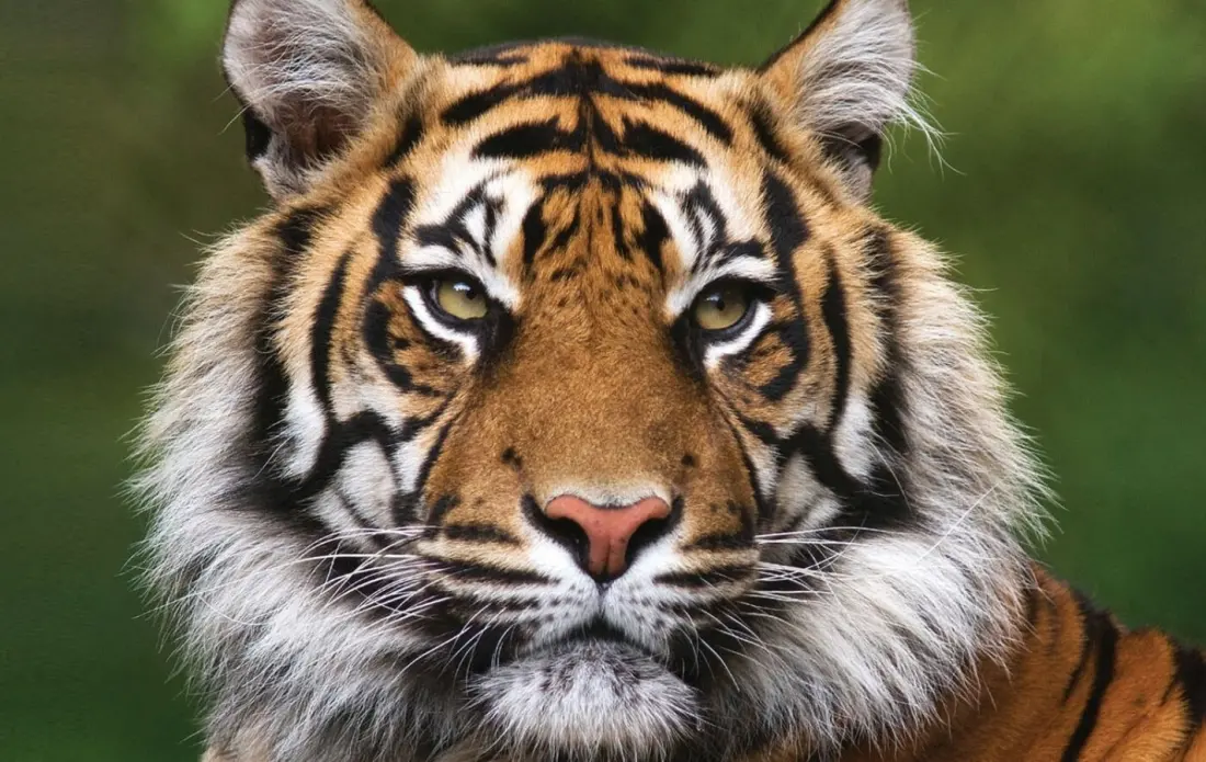 Chitwan National Park to open a dedicated sanctuary for problem tigers