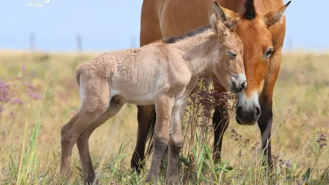 Kazakhstan's Steppe Welcomes Its First-Born Przewalski's Horse Foals, Botai and Tumar