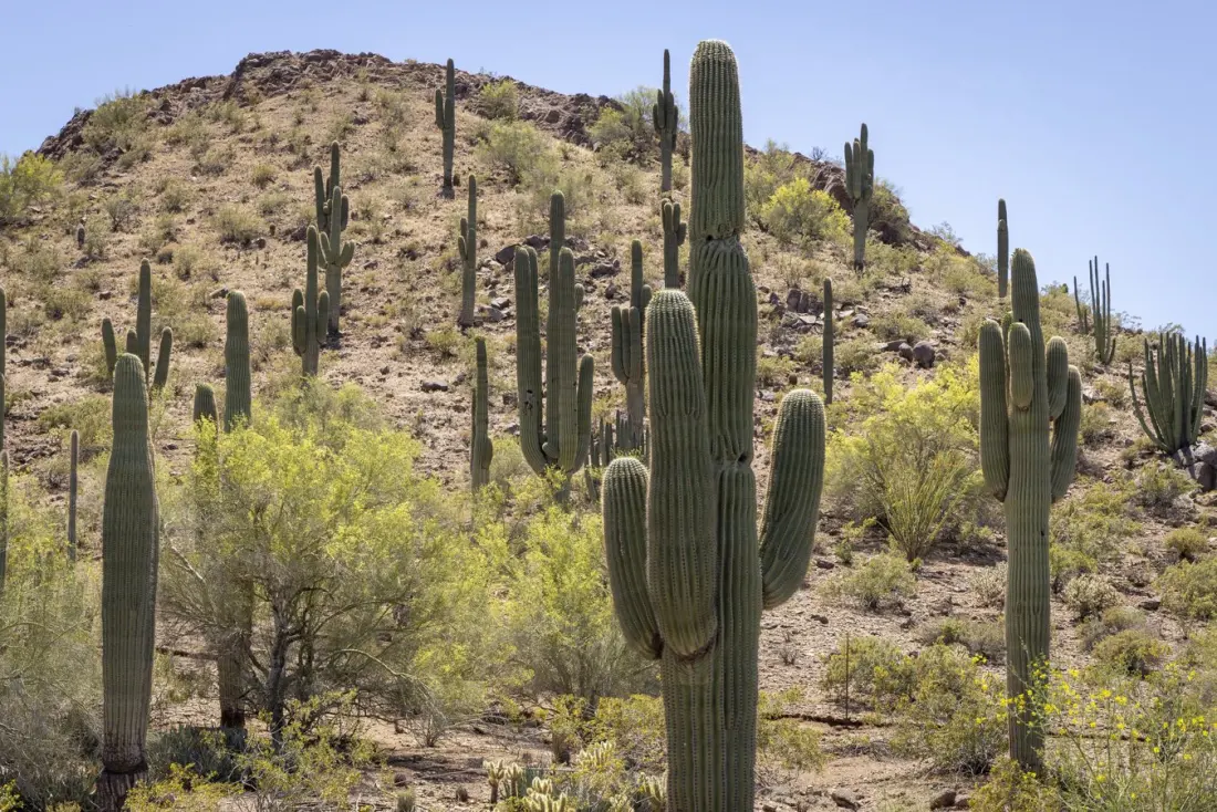 Hiker Injured by Falling Saguaro on Popular Scottsdale Trail: What Desert Walkers Should Know