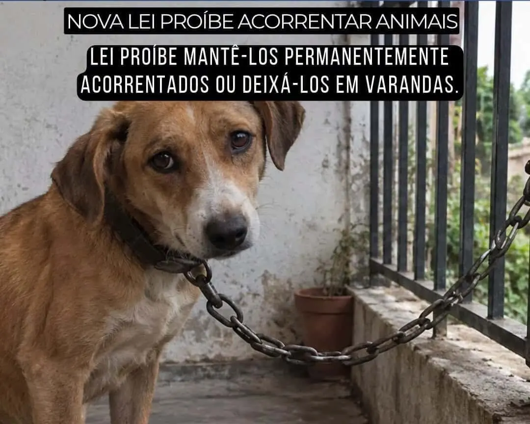 Portugal bans dogs on chains and shock collars in landmark animal welfare vote