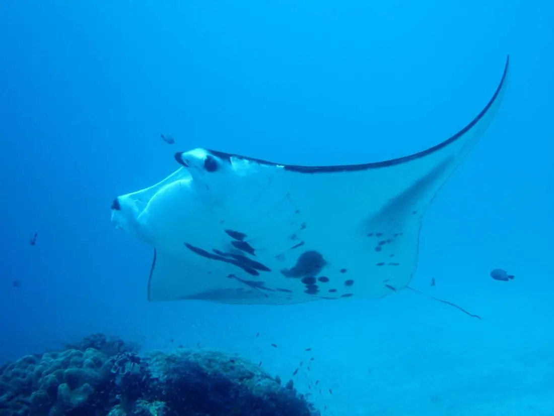 Costa Rica's Giant Manta Rays: Young Rays Stick to the Coast While Adults Roam the Pacific
