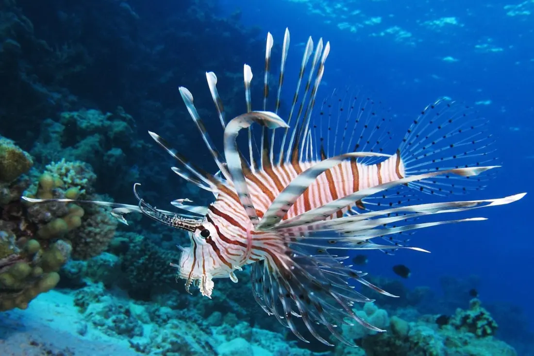 Florida Divers Just Removed a Record 36,000 Lionfish — Here's Why It Matters for Reef Lovers