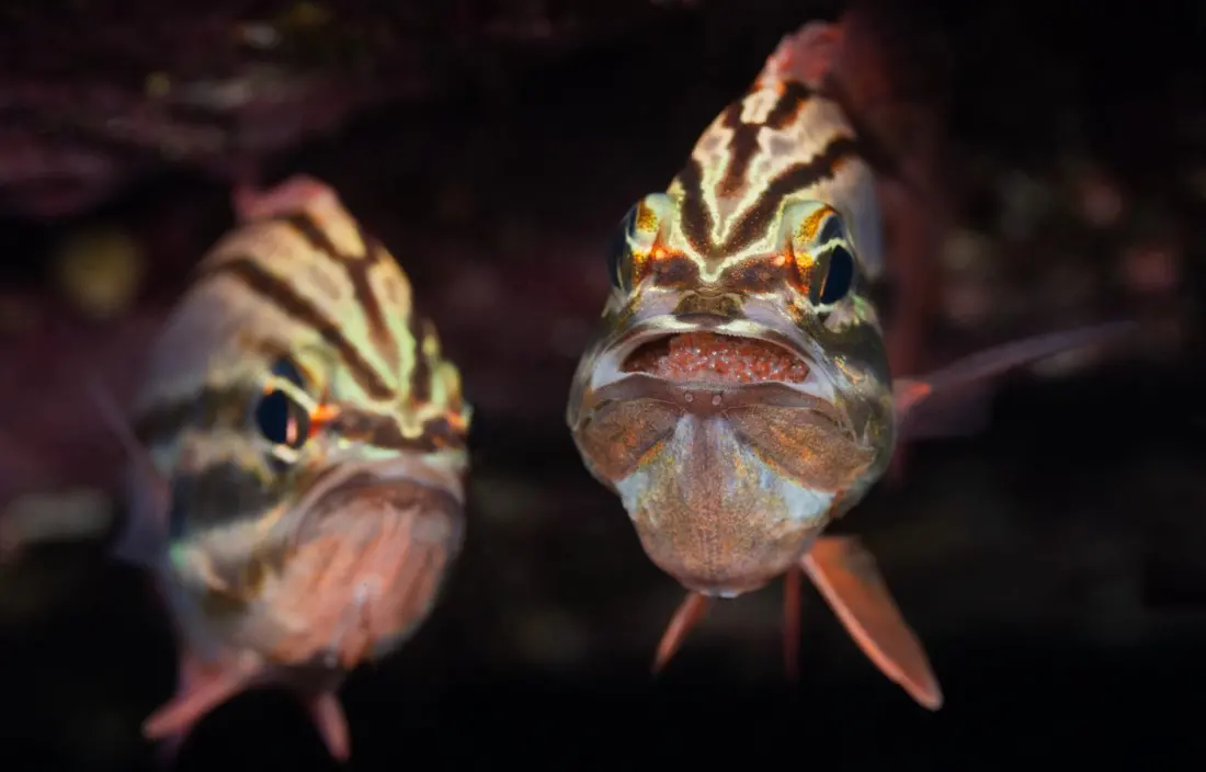 Dads who don't eat for two weeks: how Australian marine animals raise their young