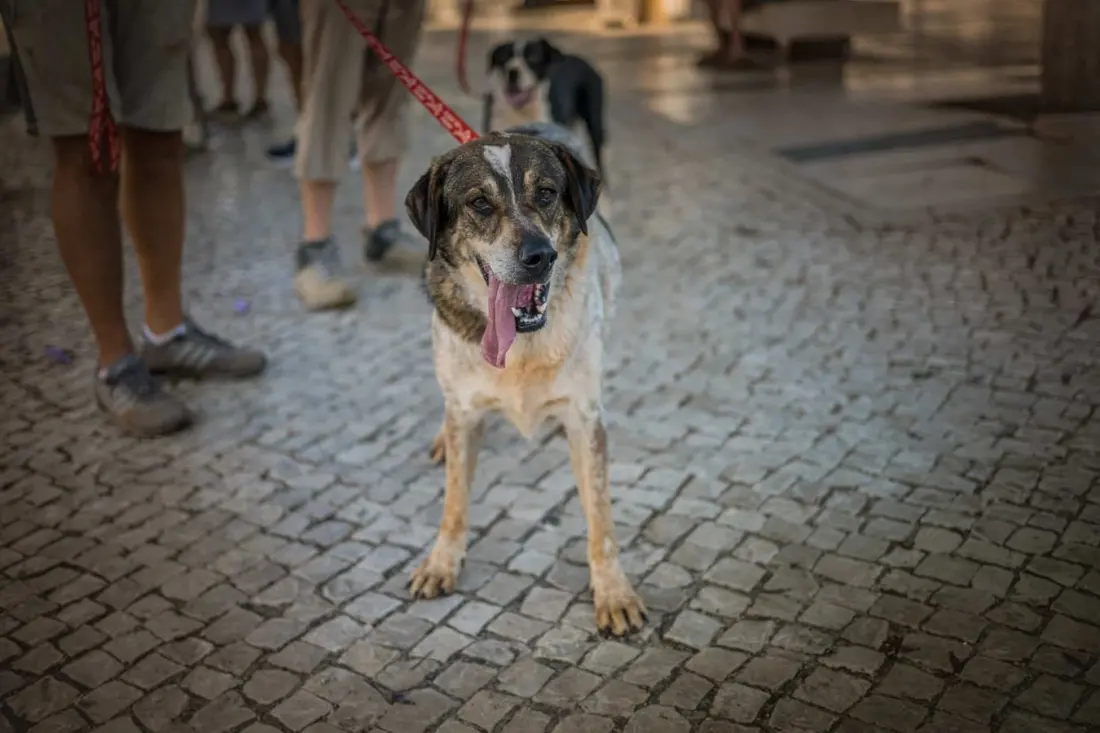 Lagos fundraiser pulls in €8,300 for Algarve dog and cat rescue