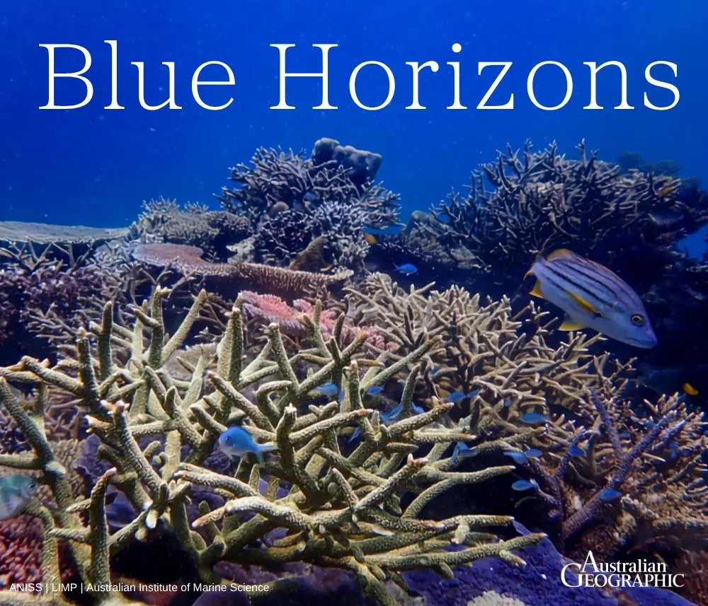 Shelling dolphins, spawning sea cucumbers and a lucky monsoon: three marine stories worth knowing