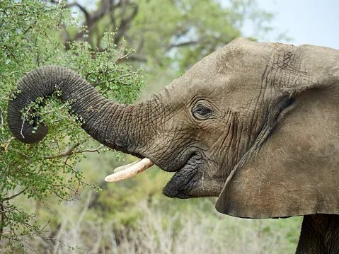 Satellites show where elephants are reshaping Kruger's trees — and where they aren't