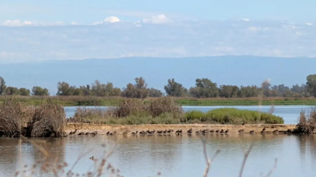 Willows, California: The Small Road-Trip Stop With a Huge Wildlife Refuge on Its Doorstep