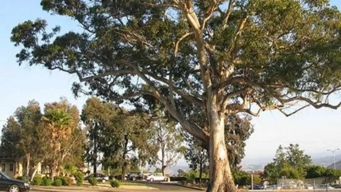Johannesburg plants 120 indigenous trees in its fight against invasive species