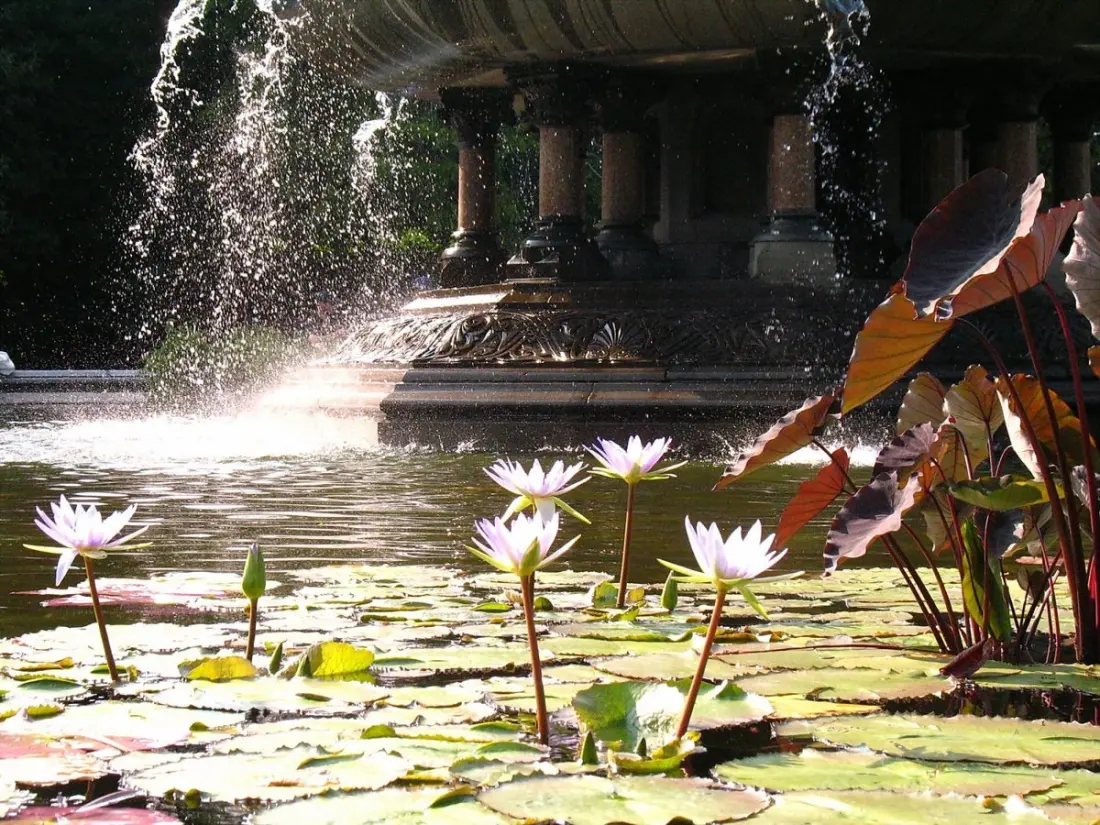 A Giant Water Lily New to Science Turns Up in Colombia's Inírida