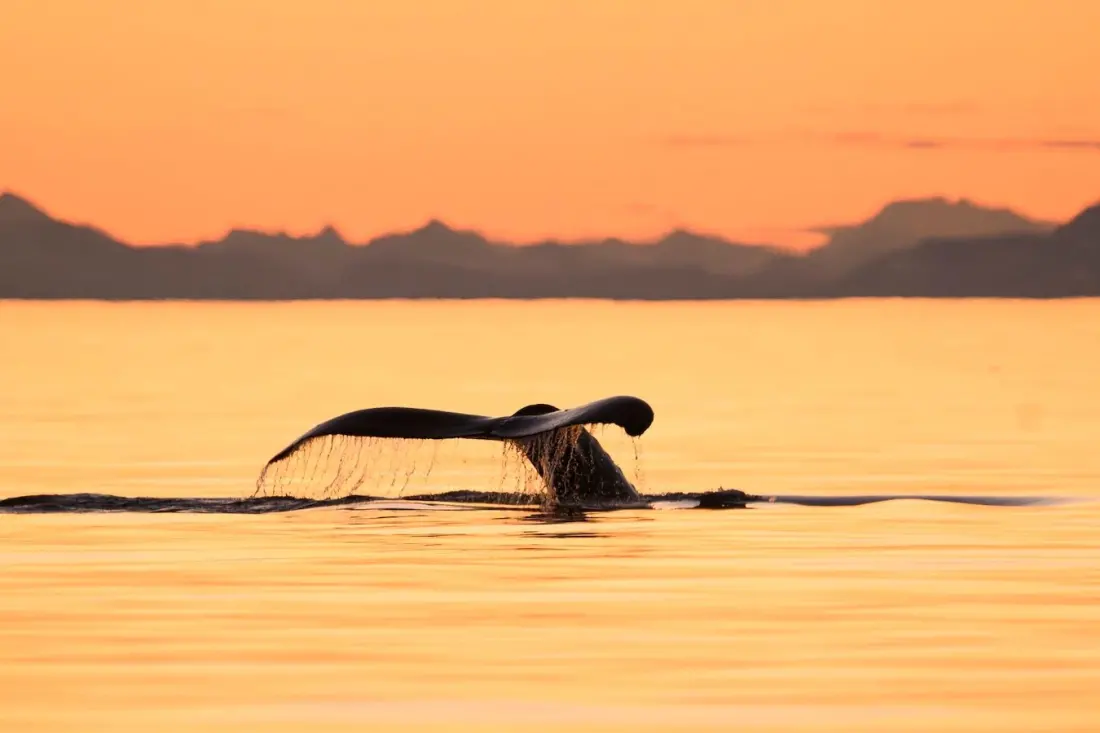 Six Alaska cruise excursions that justify their eye-watering price tags