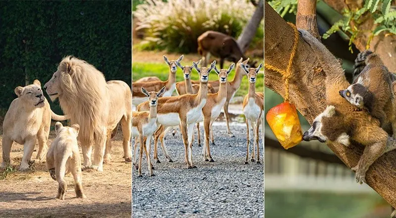 Dubai Safari Park opens Season 8 with 3,000 animals and safari tours