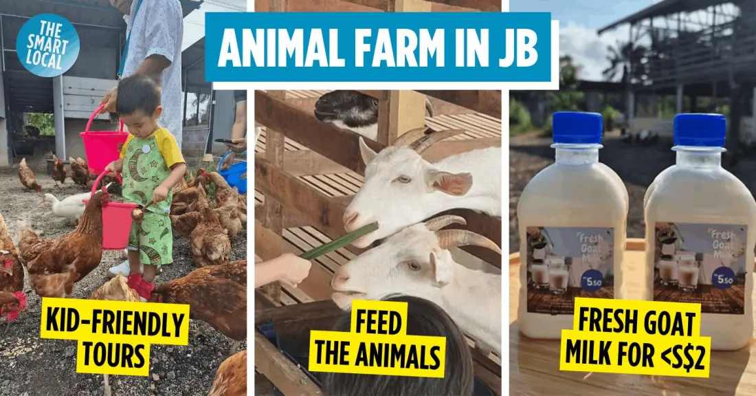 Gentle Farms: A Working Goat Farm Near JB Where Entry Costs Just Over S$3
