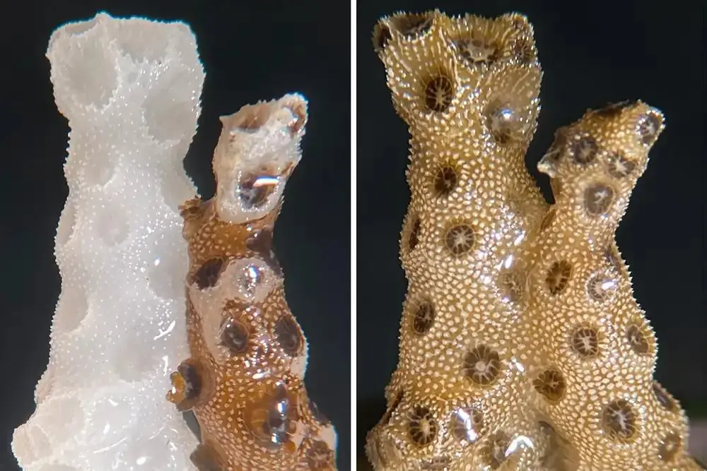 Scientists discover bleached corals can be rescued by healthy neighbours