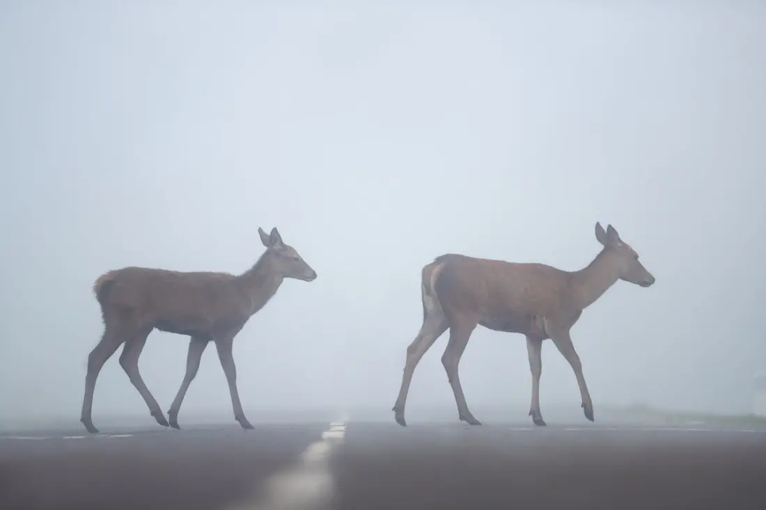 Autumn is peak deer-collision season in the UK – here's how to drive safely through it