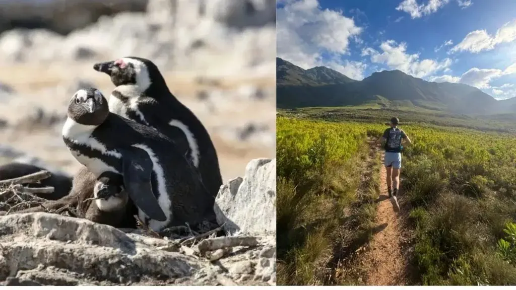 Runner to tackle 72km from Hermanus to Kleinbaai for South Africa's endangered penguins