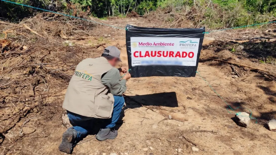 Playa del Carmen land shut down after 14,600 sqm of forest found illegally cleared