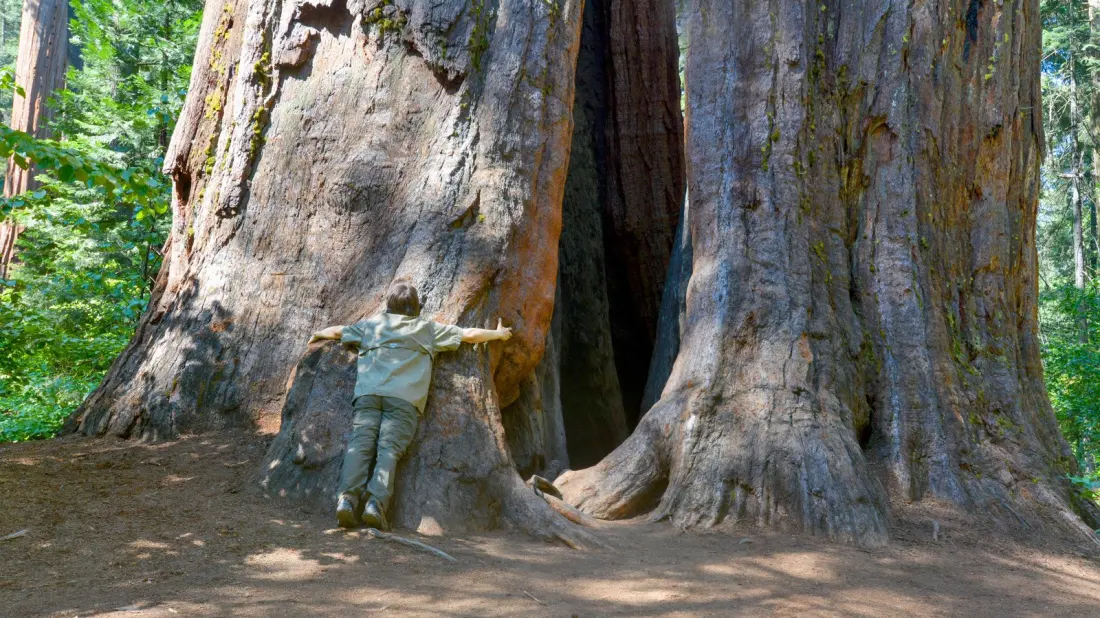 Calaveras Big Trees State Park: The Quieter Answer to Yosemite's Sequoias