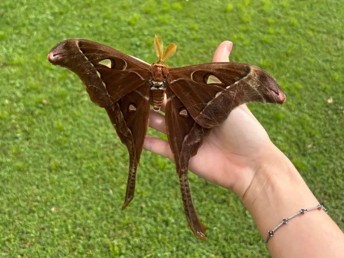 Meet the Hercules moth: Australia's dinner-plate-sized rainforest giant