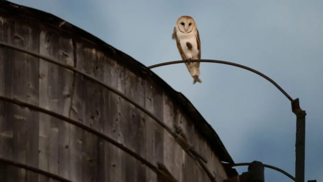 A family of barn owls is drawing nightly crowds on Manhattan's Upper West Side