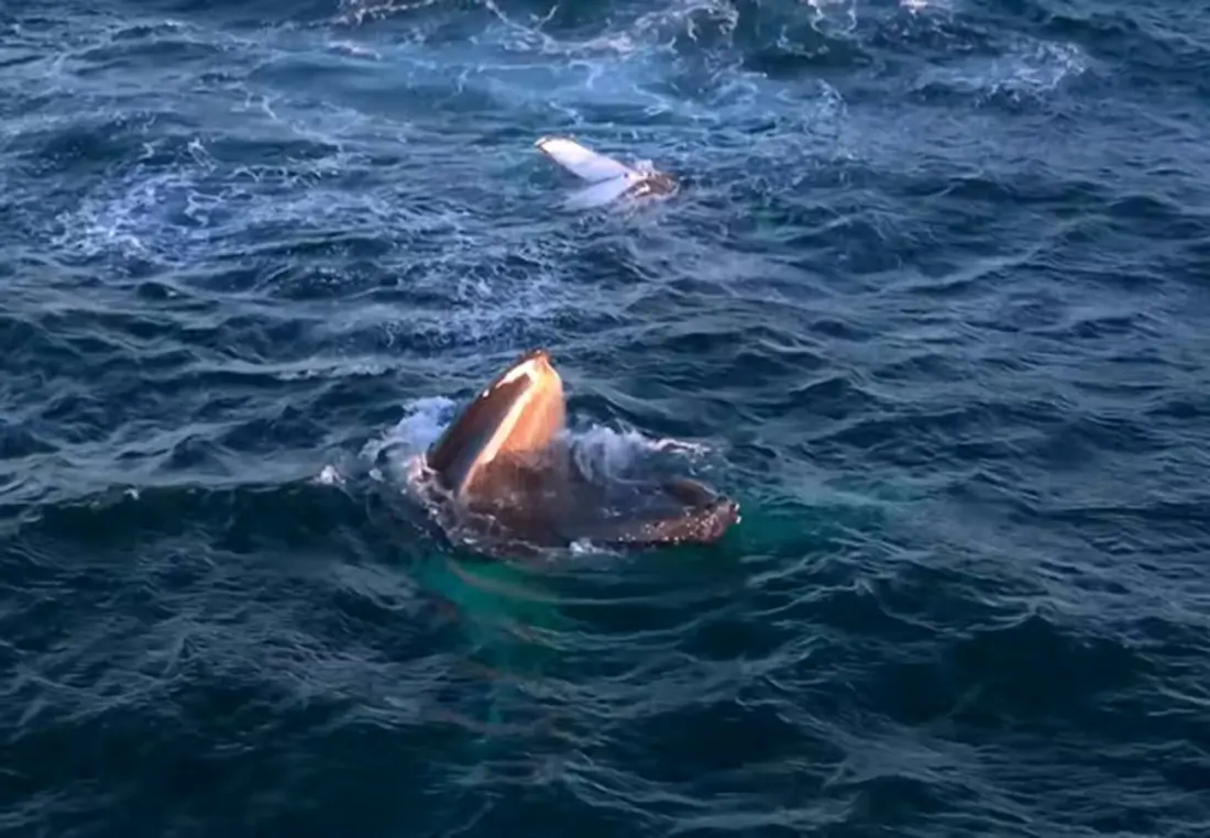 Humpbacks Are Feasting Off Australia's South Coast – And Whale Watchers Are Helping Prove It