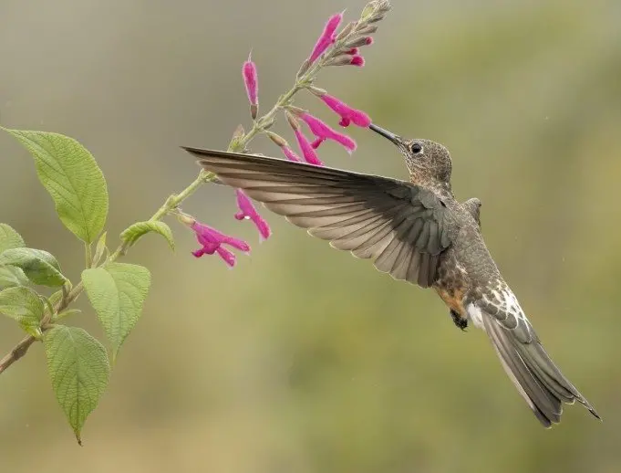 Why Ecuador should be your next birding trip: 275 species in eight days