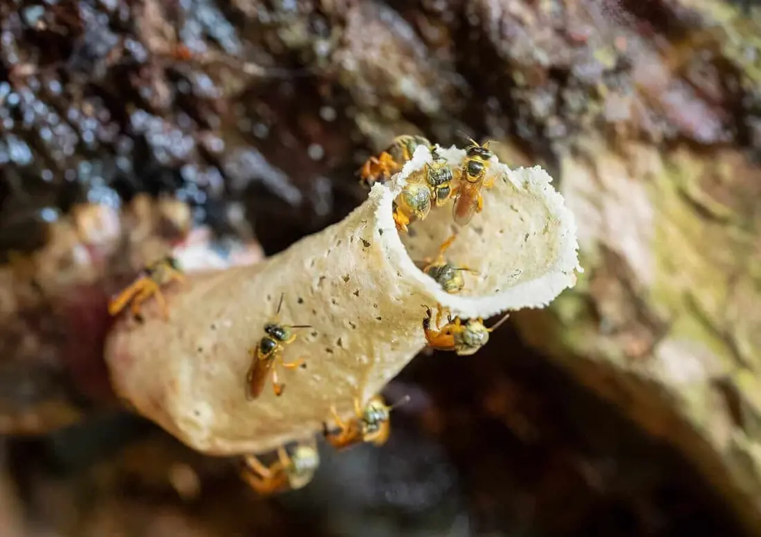 Costa Rica's Stingless Bees Are at the Centre of a Supreme Court Fight — Here's Why It Matters