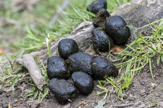 Why scientists are obsessed with animal poo — and what it's telling us about Australia's wildlife
