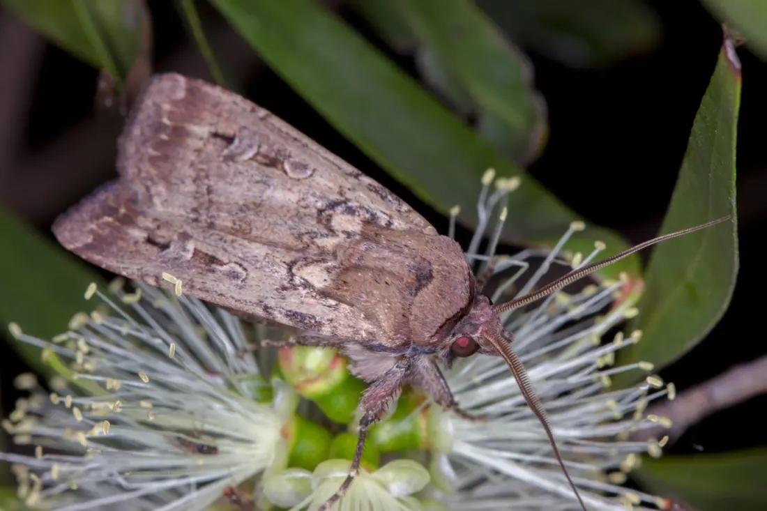 Australia's Bogong Moths Are Migrating Again — and Travellers Are Spotting Them Everywhere