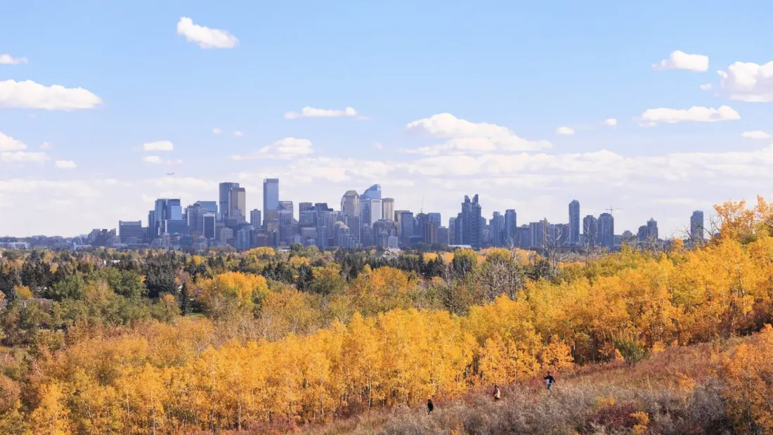 Ten ways to spend a week in Calgary: cats, pumpkin lanterns and the film festival