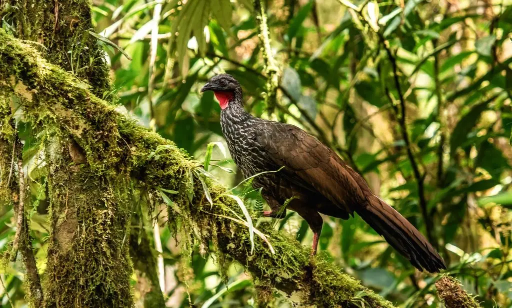 Colombia Could Gain a Bird Species Found Nowhere Else on Earth