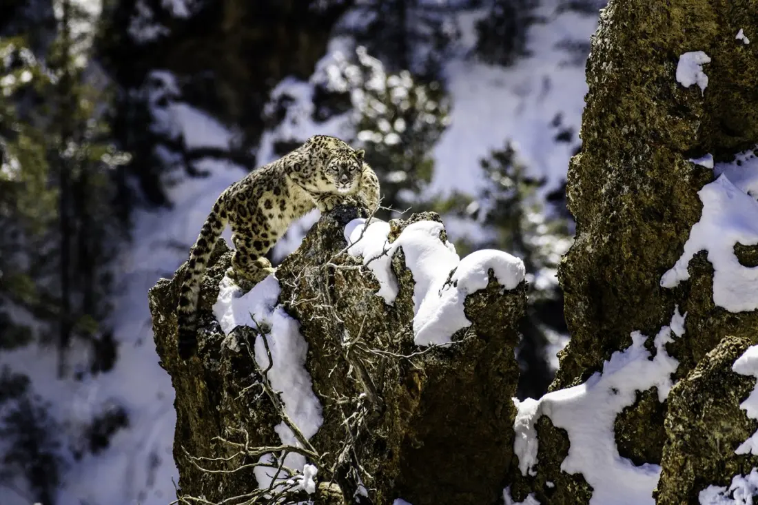Snow leopards, monks and medicinal herbs: how Upper Dolpo blends old wisdom with new science