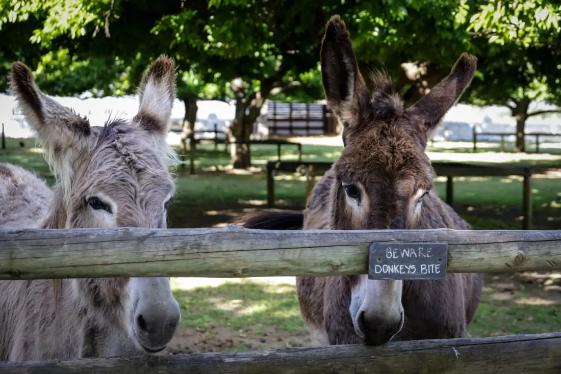 32 Donkeys Rescued from the Cederberg Mountains After Overnight Disappearance Nearly Derails Operation