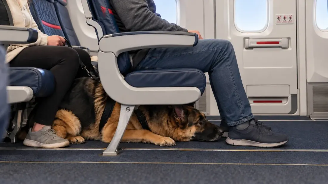 A German Shepherd Stole His Exit-Row Legroom for Three Hours — and Delta Admitted the Crew Got It Wrong