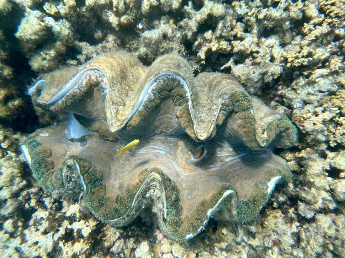 A giant clam kept a 30-year climate diary of the Great Barrier Reef — starting in 1785