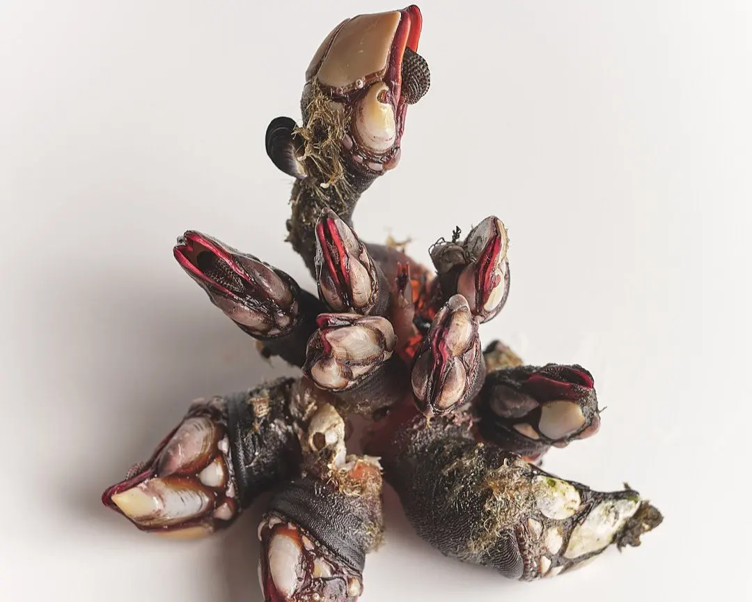 Galicia's Shellfish Families: Inside Spain's Atlantic Larder
