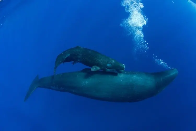 How Well Do You Know the Ocean's Most Devoted Parents?