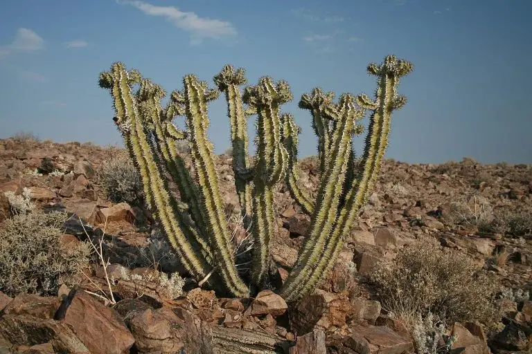 Four poisonous plants you could meet on a Southern African hike