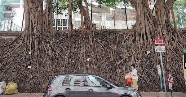 Hong Kong's Stone Wall Trees: The Banyans Growing Straight Out of Masonry