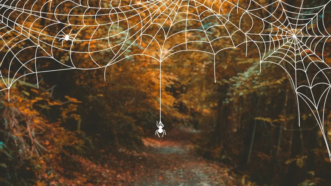 Spider Season on the Trail: Why Hikers See So Many in Early Fall (and Why It's Fine)